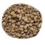 Lichořešnice semeno (čaj lichořeřišnice)