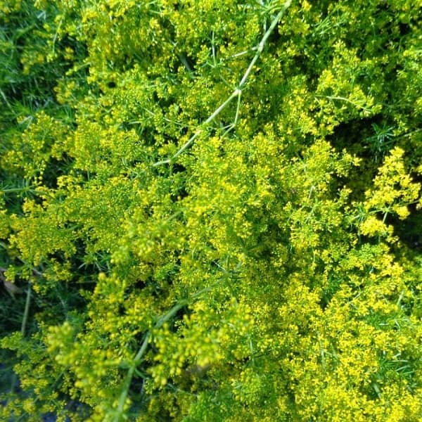 Svízel syřišťový účinky (svízel účinky)