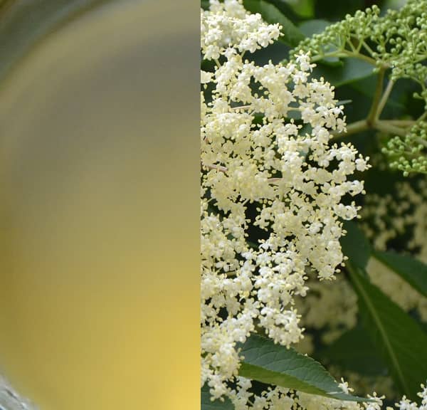 Sirup z černého bezu recept (Sirup z květů černého bezu recept)