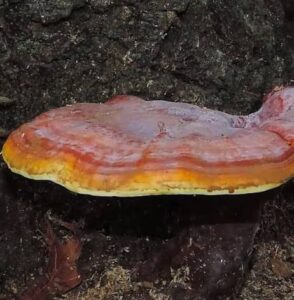 Reishi účinky (reishi léčebné účinky, lesklokorka účinky)