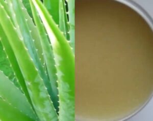 Mast z aloe recept (domácí mast z aloe vera)