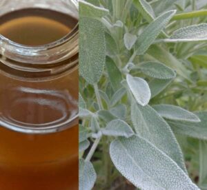 Šalvějový sirup recept (šalvěj sirup recept)