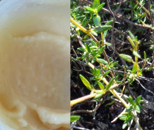Tymiánová mast recept (tymiánová mast domácí výroba)