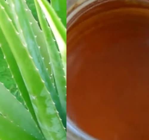 Tinktura z aloe recept (aloe vera tinktura recept)
