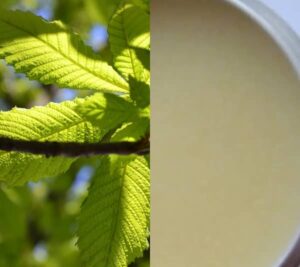 Kaštanová mast recept (mast z kaštanů recept)