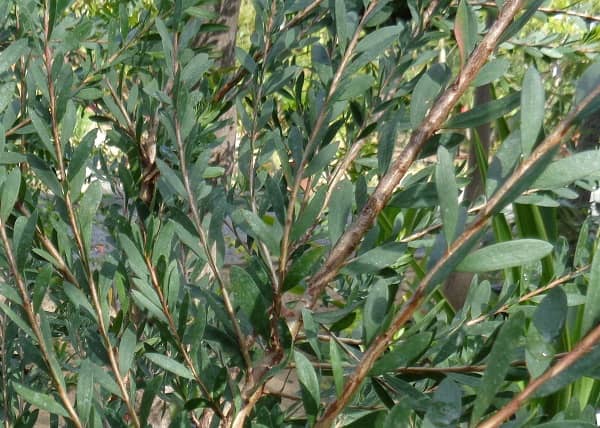 Tea tree olej účinky