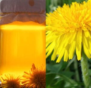 Pampeliškový sirup recept (pampeliškový sirup výroba)