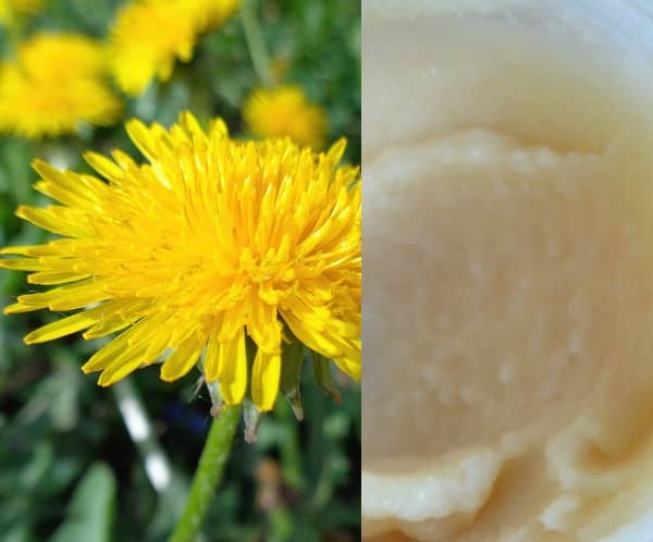 Pampelišková mast recept (pampelišková mast)