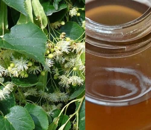 Lipový sirup recept (lipový sirup z květů recept)