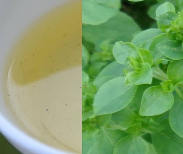 Oreganový olej recept (oreganový olej výroba)