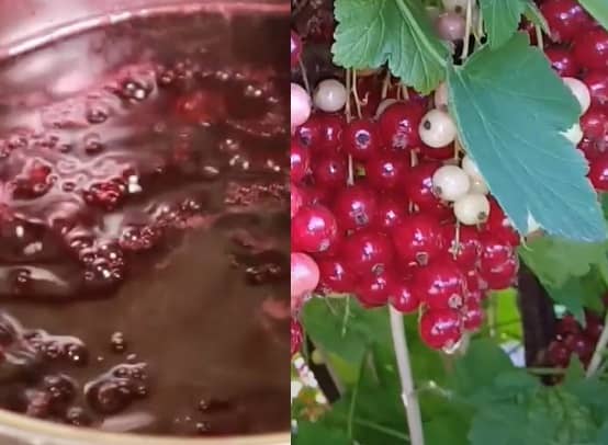 Domácí rybízová marmeláda (rybízová marmeláda recept)