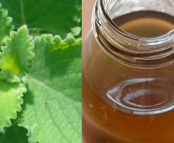 Rýmovníkový sirup recept (recept na sirup z rýmovníku)