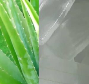 Šťáva z aloe výroba (domácí gel z aloe)