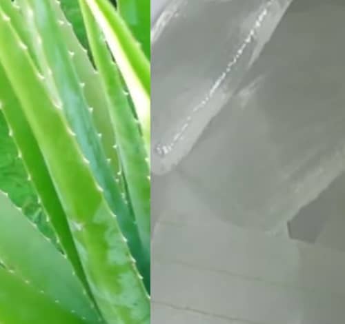 Šťáva z aloe výroba (domácí gel z aloe)