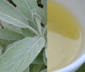 Šalvějový olej recept (jak vyrobit šalvějový olej)