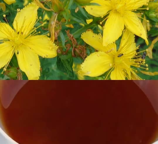 Třezalkový olej recept (Janův olej)