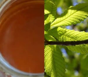 Tinktura z kaštanů recept (kaštanová tinktura recept)