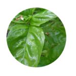 Bazalka semena (semena bazalky)