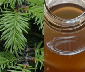 Smrkový sirup recept (smrkový sirup)