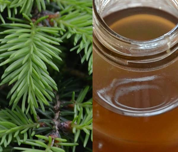 Smrkový sirup recept (smrkový sirup)
