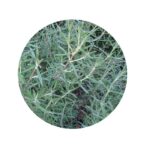 Rozmarýn semena (rozmarýn lékařský semena)