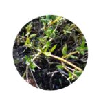 Tymián semena (tymián obecný semena)