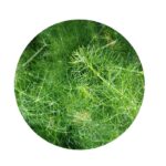 Fenykl obecný semena (fenykl semena)