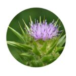 Ostropestřec mariánský semena (ostropestřec semena)