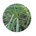 Citronová tráva semena (lemongrass)