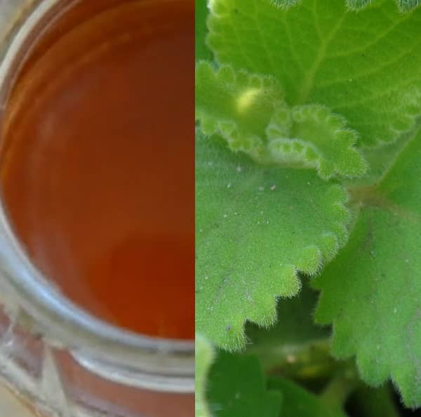Rýmovník tinktura recept (tinktura z rýmovníku recept)