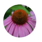 Echinacea semena (třapatka náchová semena)