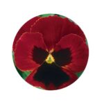 Maceška semena (semena macešek) vínová