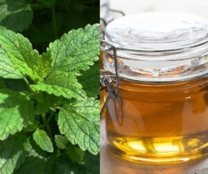 Meduňkový sirup recept (sirup z meduňky recept)