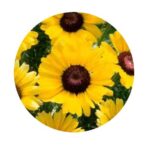 Kopretina žlutá semena (semena kopretiny)