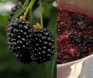 Ostružinový sirup recept (ostružinový sirup za studena)
