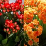 Kalanchoe pěstování