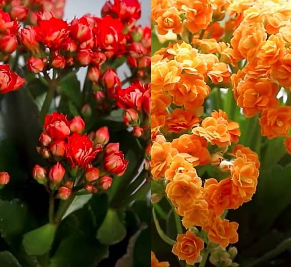 Kalanchoe pěstování