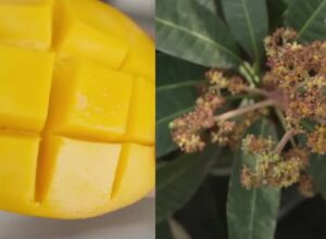 Mango a zdraví (mango účinky)