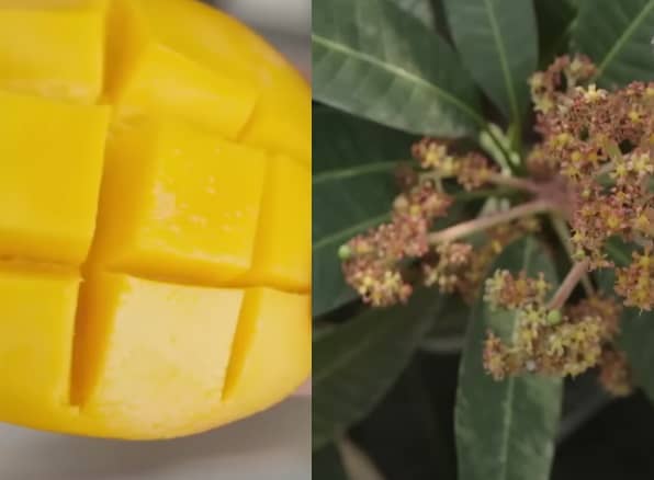 Mango a zdraví (mango účinky)