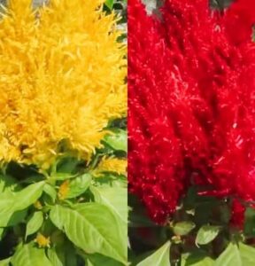 Celosia pěstování (nevadlec pěstování)
