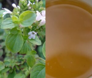 Oregano čaj (oreganový čaj)