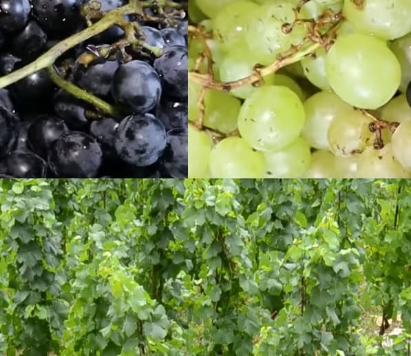 Hroznové víno a zdraví (hroznové víno účinky, hrozny a zdraví)
