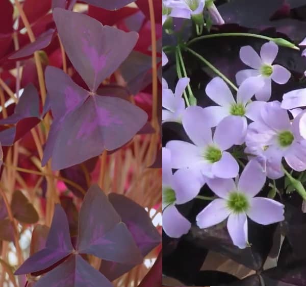 Oxalis pěstování