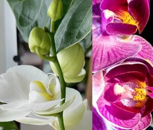 Orchidej pěstování (orchideje pěstování)