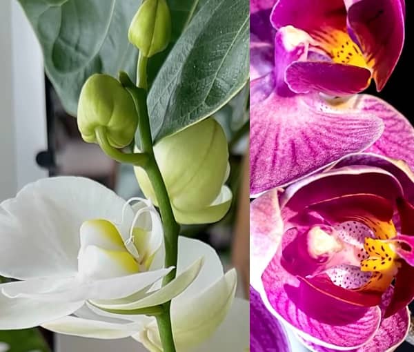 Orchidej pěstování (orchideje pěstování)