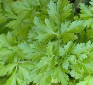 Petržel účinky (petržel a zdraví)