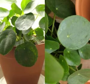 Pilea pěstování