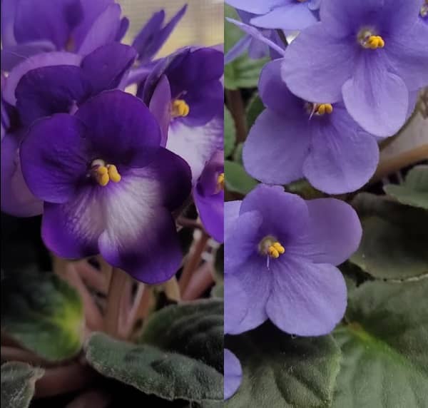 Africká fialka pěstování