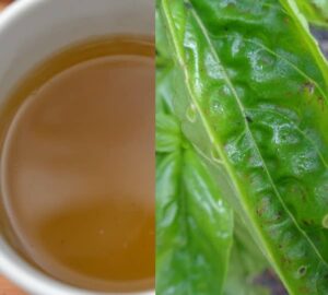 Bazalkový čaj (čaj z bazalky)