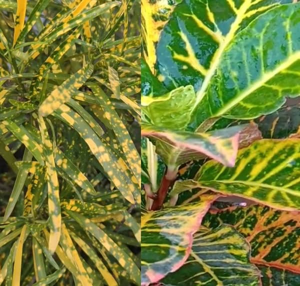 Kroton pěstování (kroton a jeho pěstování)